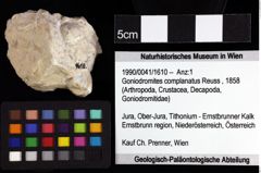 Foto (Objket + Etiketten) von Decapoda indet. (lobster) 